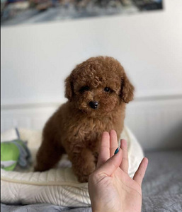 Maltipoo Maltipoo (8 foto / 10)