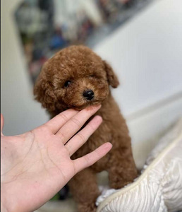 Maltipoo Maltipoo (9 foto / 10)