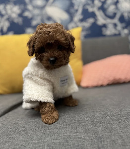 Maltipoo Мальтипу (5 фото из 10)