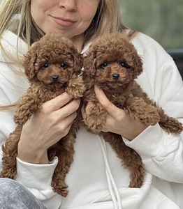 Maltipoo Мальтипу (8 фото из 10)