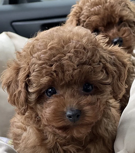 Maltipoo Мальтипу (9 фото из 10)