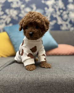 Maltipoo Maltipu
