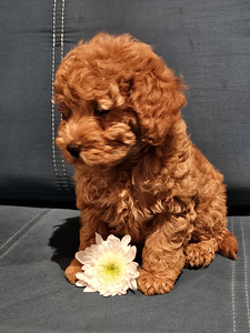 Maltipoo Мальтипу (2 фото из 7)