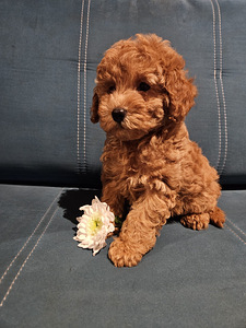 Maltipoo Мальтипу (3 фото из 7)