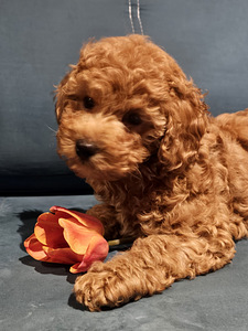 Maltipoo Мальтипу (6 фото из 7)
