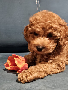 Maltipoo Мальтипу (7 фото из 7)