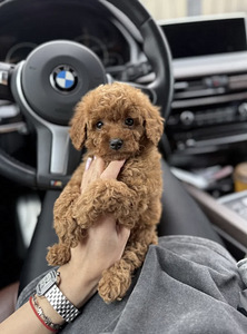 Мальтипу Maltipoo (8 фото из 10)