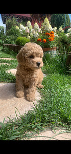 Toy poodle toy puudel (2 foto / 10)