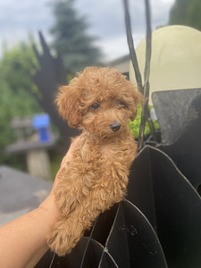 Toy poodle toy puudel (5 foto / 10)