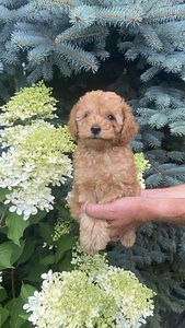 Toy poodle toy puudel (9 foto / 10)