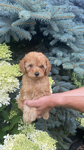 Toy poodle toy puudel (10 foto / 10)