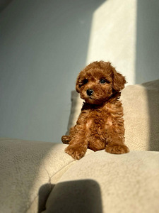 Toy poodel (2 foto / 10)