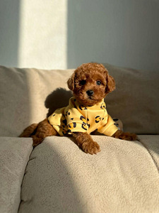 Toy poodel (3 foto / 10)
