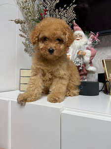 Toy poodel (6 foto / 10)