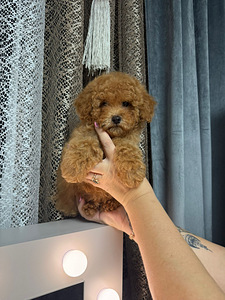 Toy poodel (7 foto / 10)