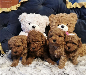 Toy poodel (4 foto / 10)