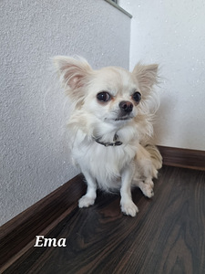 Müüa Chihuahua kutsikad (8 foto / 8)