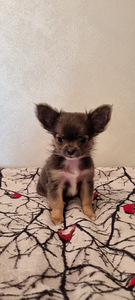 Müüa Chihuahua kutsikad (5 foto / 8)