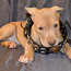 ‼ ️American Pit Bull Terrier Kennel‼ (foto #3)