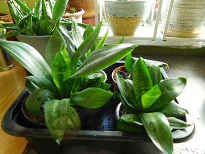 Sansevieria Hahni (Sansevieria Hahni) Haugi saba (1 foto / 2)