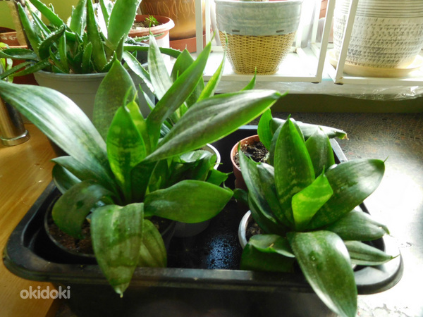 Sansevieria Hahni (Sansevieria Hahni) Haugi saba