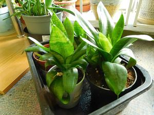 Sansevieria Hahni (Sansevieria Hahni) Haugi saba (2 foto / 2)