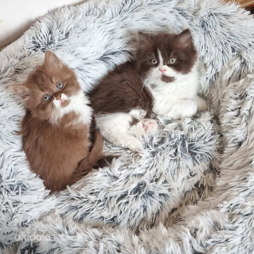 Brittiläinen poika sukla bicolor (3 sivusta 5)