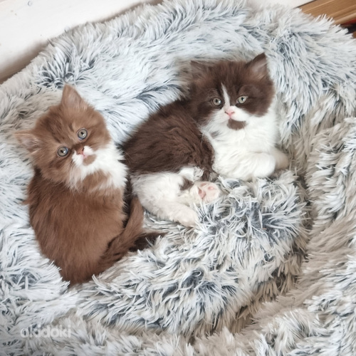 Brittiläinen poika sukla bicolor (4 sivusta 5)