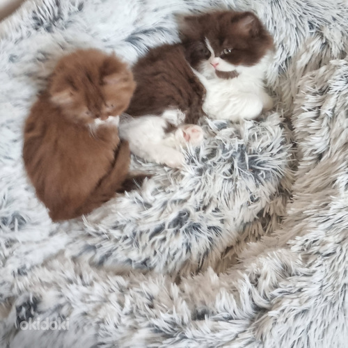 Brittiläinen poika sukla bicolor (5 sivusta 5)