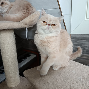 Aikuinen naaras kissa 5v (2 valokuva sivusta 5)