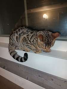 Sekarotuiset uros pennut (7 valokuva sivusta 9)