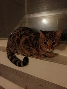 Sekarotuiset uros pennut (6 valokuva sivusta 9)