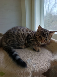 Sekarotuiset uros pennut (8 valokuva sivusta 9)