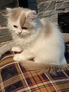 Brittiläinen poika (4 valokuva sivusta 5)