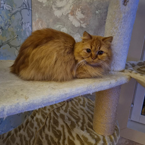 Brittiläinen uros (5 valokuva sivusta 5)