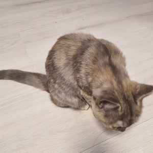 Brittiläinen tyttö (5 valokuva sivusta 5)