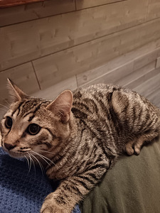 Urokset (1 valokuva sivusta 4)