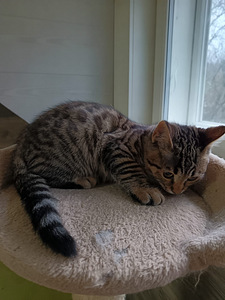 Urokset (2 valokuva sivusta 4)