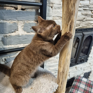 Brittiläinen suklaa värinen poika (2 valokuva sivusta 5)