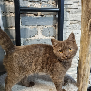 Brittiläinen suklaa värinen poika (3 valokuva sivusta 5)