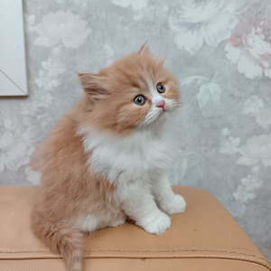 Tyttö ja poika brittiläiset (1 valokuva sivusta 10)