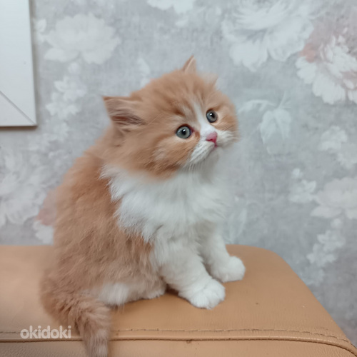 Tyttö ja poika brittiläiset