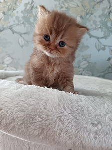 Brittiläiset pennut (1 valokuva sivusta 7)