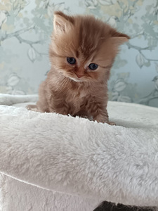 Brittiläiset pennut (5 valokuva sivusta 7)