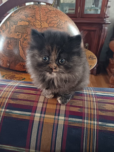 Brittiläinen kilpikonna värinen tyttö kissanpentu (2 valokuva sivusta 8)