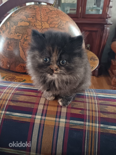 Brittiläinen kilpikonna värinen tyttö kissanpentu