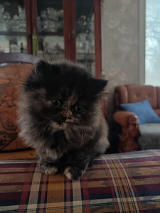 Brittiläinen kilpikonna värinen tyttö kissanpentu (6 valokuva sivusta 8)