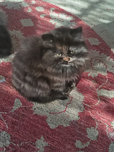 Brittiläinen kilpikonna värinen tyttö kissanpentu (7 valokuva sivusta 8)