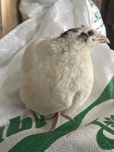 Vutid, fööniksid ja teksaslased (2 foto / 4)