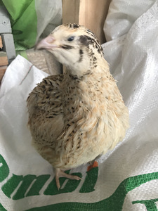 Vutid fööniksid ja teksaslased (2 foto / 3)